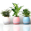 Three colorful planters with plants on a white background