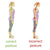 Posture Corrector Spine Support